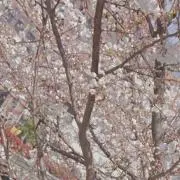 もにかの画像