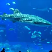けん