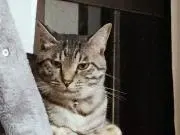 だい
