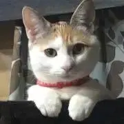 タルトの画像
