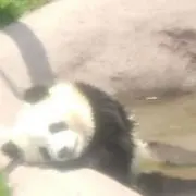 架ける