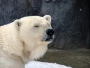 bear7788
