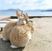 のんのん