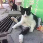 ねこたの画像