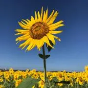 aaaaakariの画像