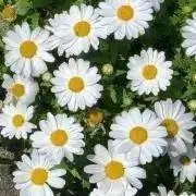 daisyの画像