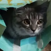 ノアノア