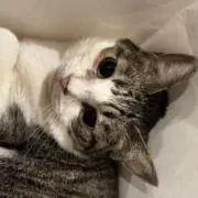 苺