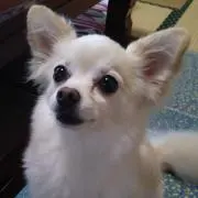 ハチ太郎