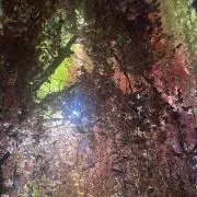 めぐみの画像