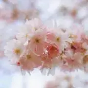 YY&QQの画像