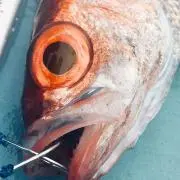 わさびの画像