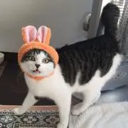 zunkoの画像