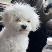 しおりんの画像