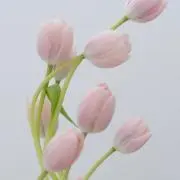 チューリップの画像