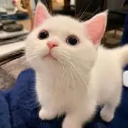 たこふい