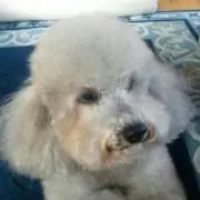 Toshi