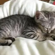 あめの画像