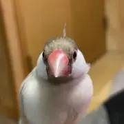 にこちゃん