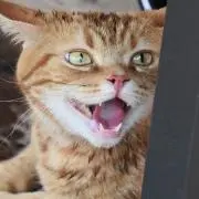 トラ猫商店の画像