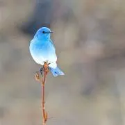 よしみの画像