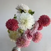 ꕤ⋆.˚ kiraの画像