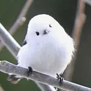 toの画像