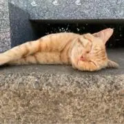 tomigの画像