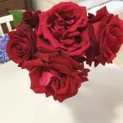 パルちゃん