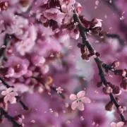桜205の画像