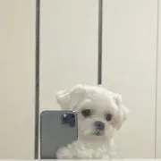 わわわの画像