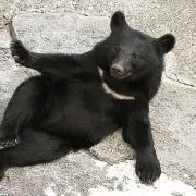 ぺちぱの画像