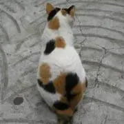 ぼむ