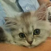 ペルシャ