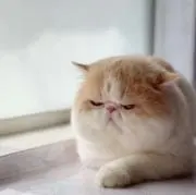 Moの画像