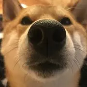 ニシバ