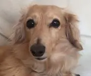 ともんの画像