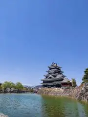 チコの画像