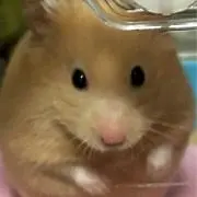 ぽんちゃんの画像