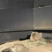 かめの画像