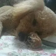 ミルミル