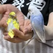 たなっさんの画像