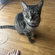コロちんの画像