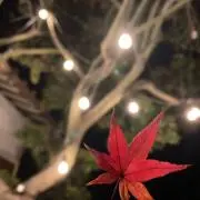 紅葉