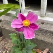 おんぷ
