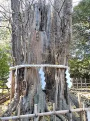 ☆まめたん☆(プロフ必須)の画像