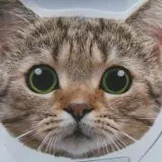 mamabooの画像