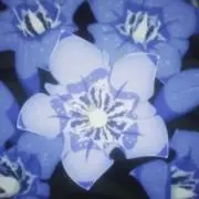 棗の画像