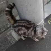 むてゃの画像