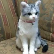 cat-razuの画像